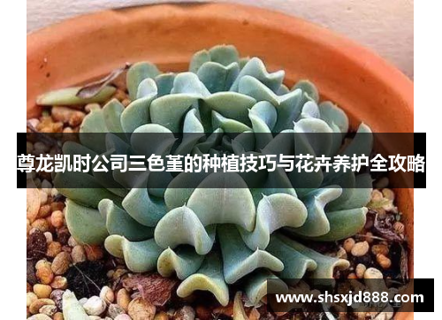 尊龙凯时公司三色堇的种植技巧与花卉养护全攻略